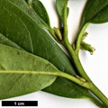 SpeciesSub: var. hookeriana